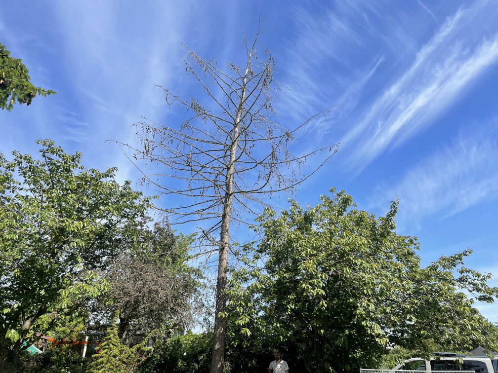 Baumfällung einer Lärche in Leipzig/Thekla