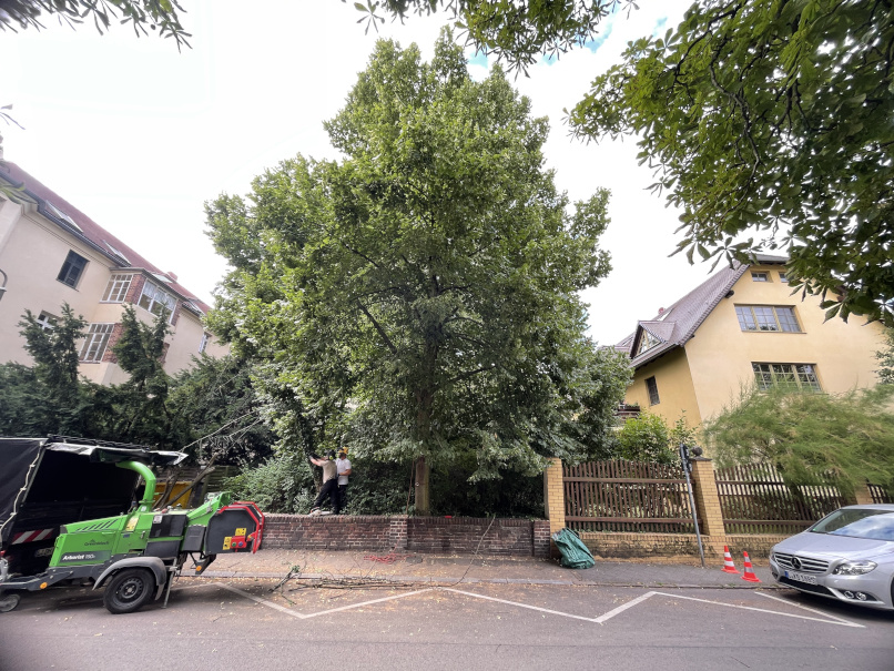 Baumfällung einer Linde in Leipzig/Lößnig