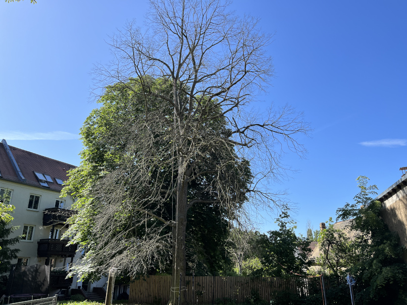 Fällung einer abgestorbenen Linde in Leipzig