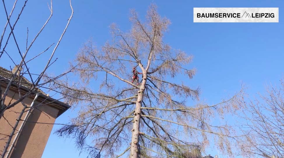 Fällung einer Lärche in Connewitz