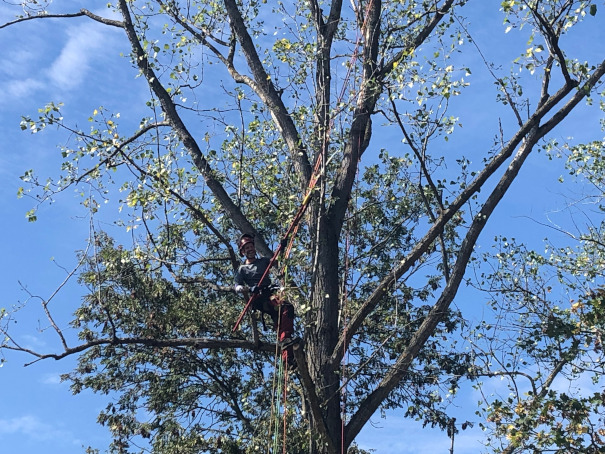 Kronenpflege einer Pappel auf dem Gelände des Minnigolfvereins Leipzig-Probstheida
