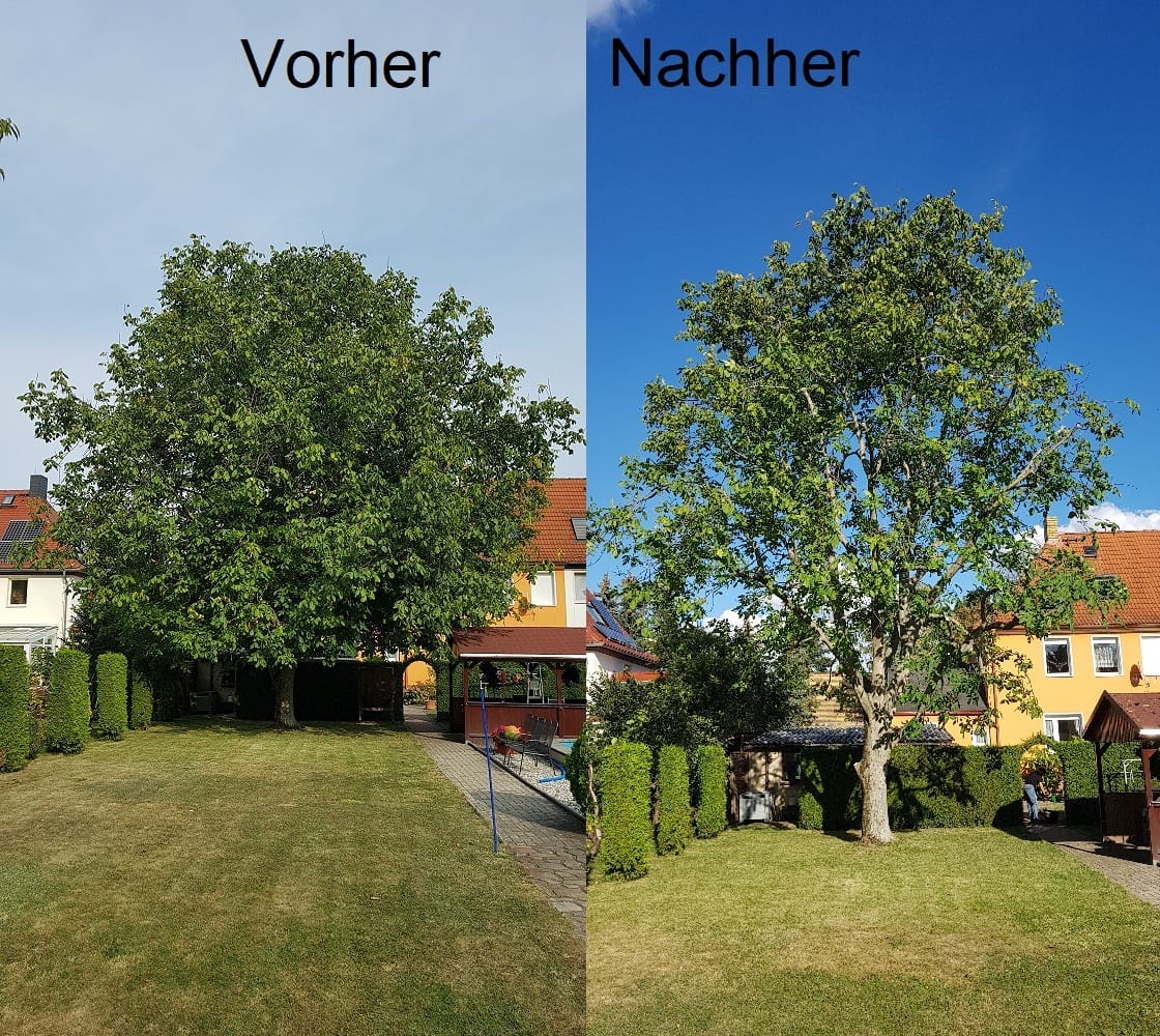 Kronenpflege eines Nussbaumes in Leipzig/Mölkau