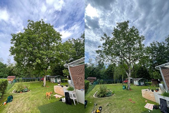 Baupflege eines Nussbaums in Leipzig/Großdeuben Baupflege eines Nussbaums in Leipzig/Großdeuben