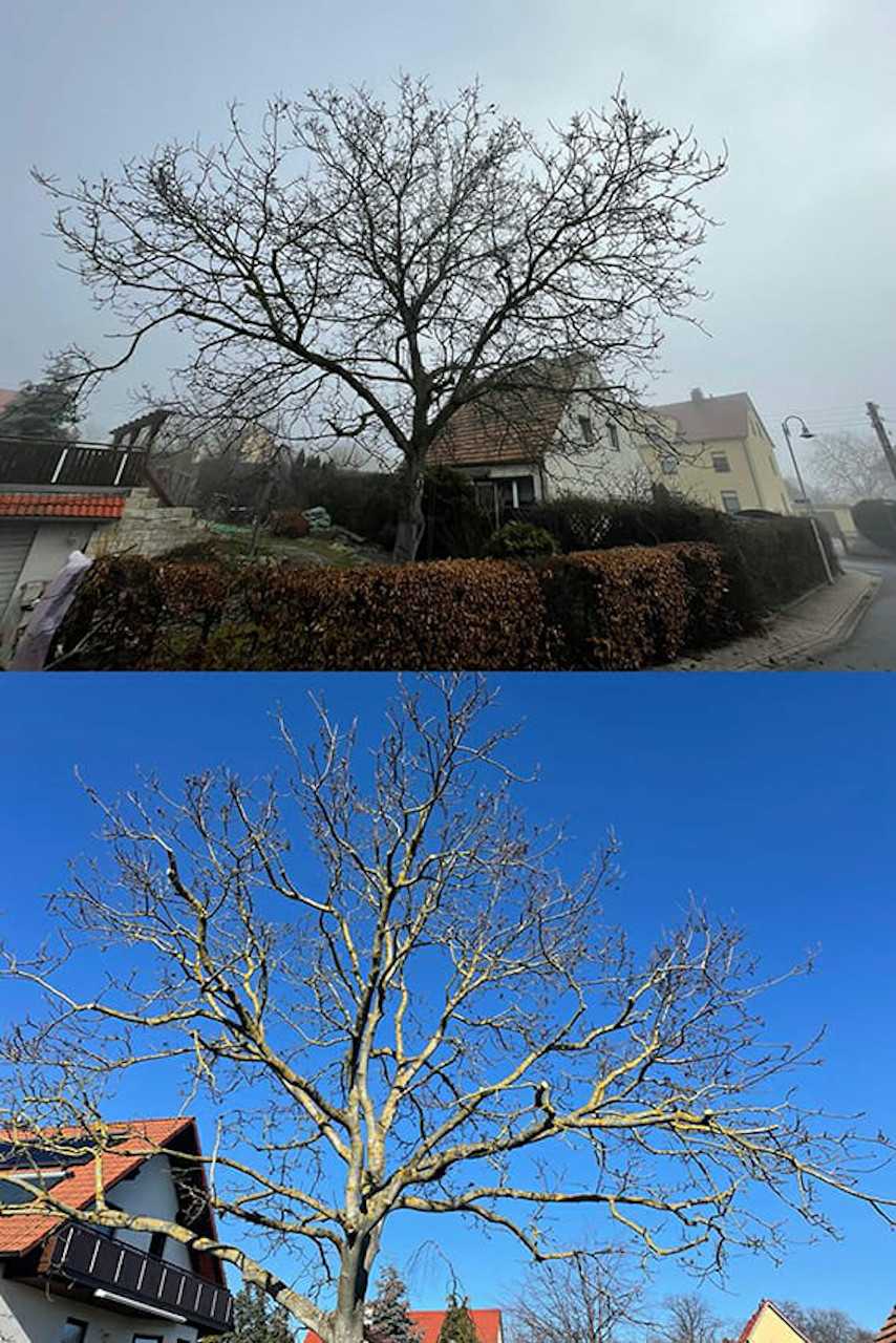 Baumpflege eines Nussbaumes in Leipzig/Gohlis