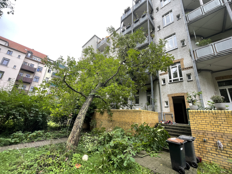 Baumfällung eines Nussbaumes in Leipzig/Schleusig