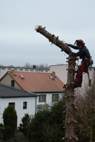 Fichtenfällung Leipzig 