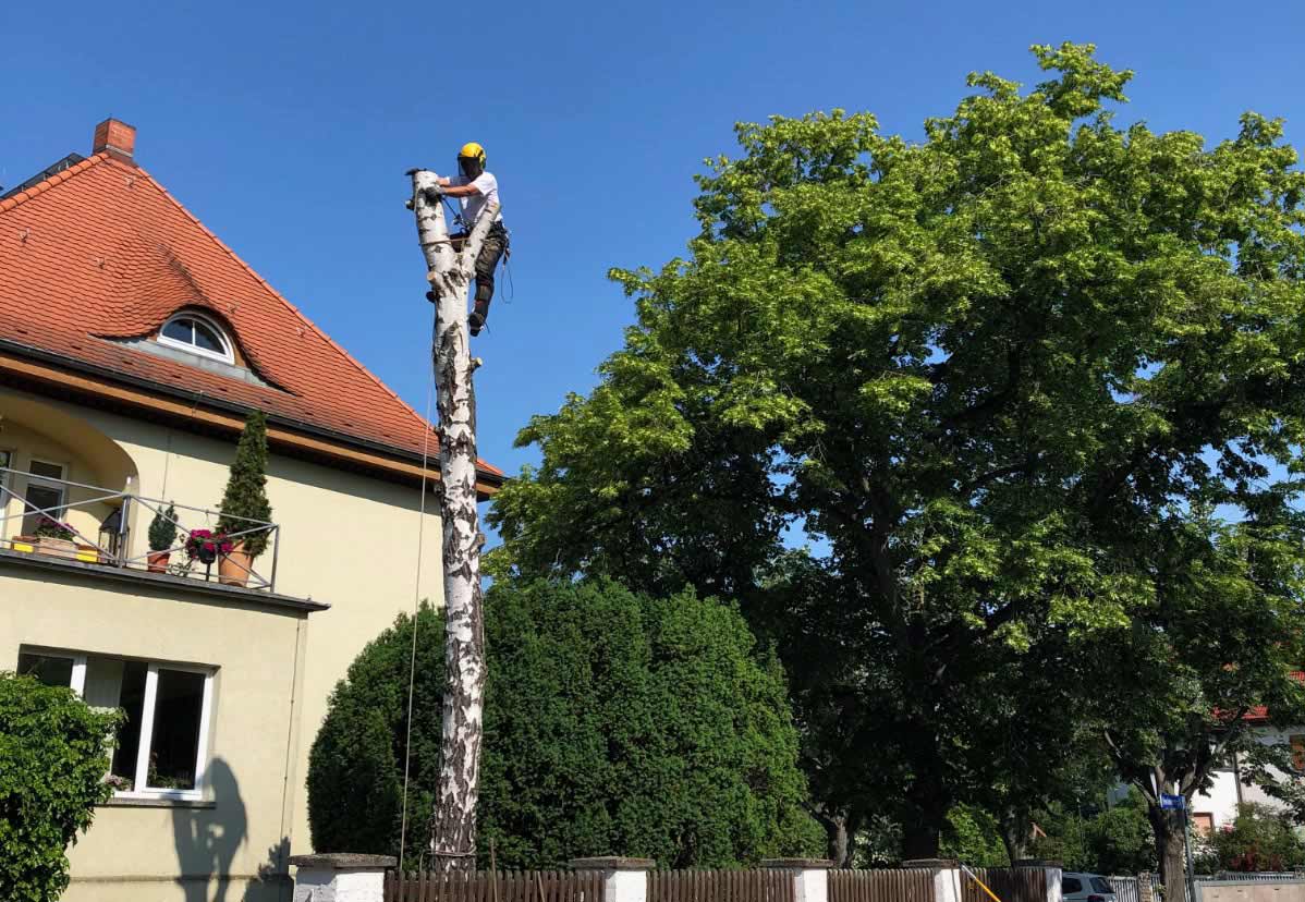 Baumfällung mittels Seilklettertechnik (SKT)