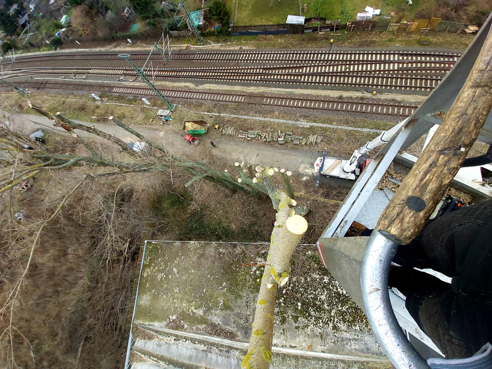 Baumfällung von sieben Pappeln Baumfällung von sieben Pappeln