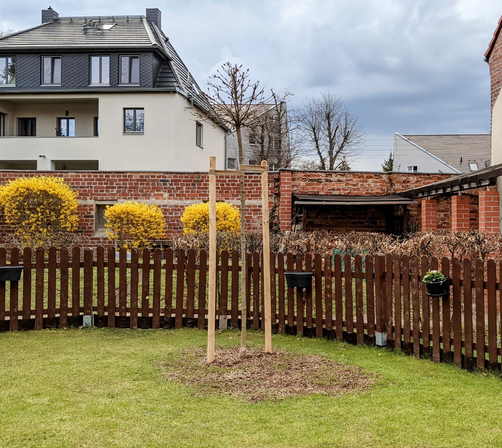 Baumpflanzung eines Kugelahorns in Leipzig Böhlitz-Ehrenberg