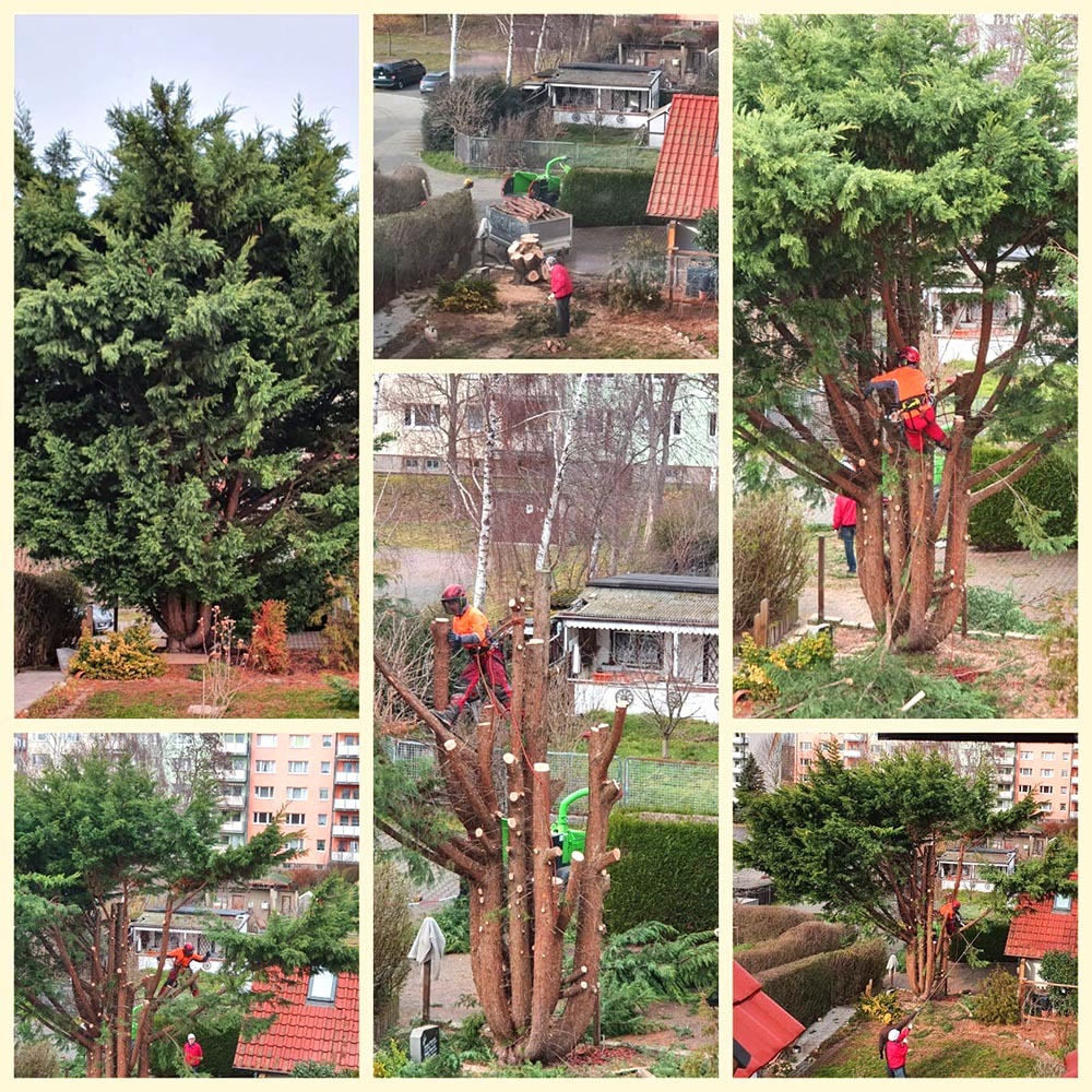 Baumfaellung einer Thuja in Leipzig