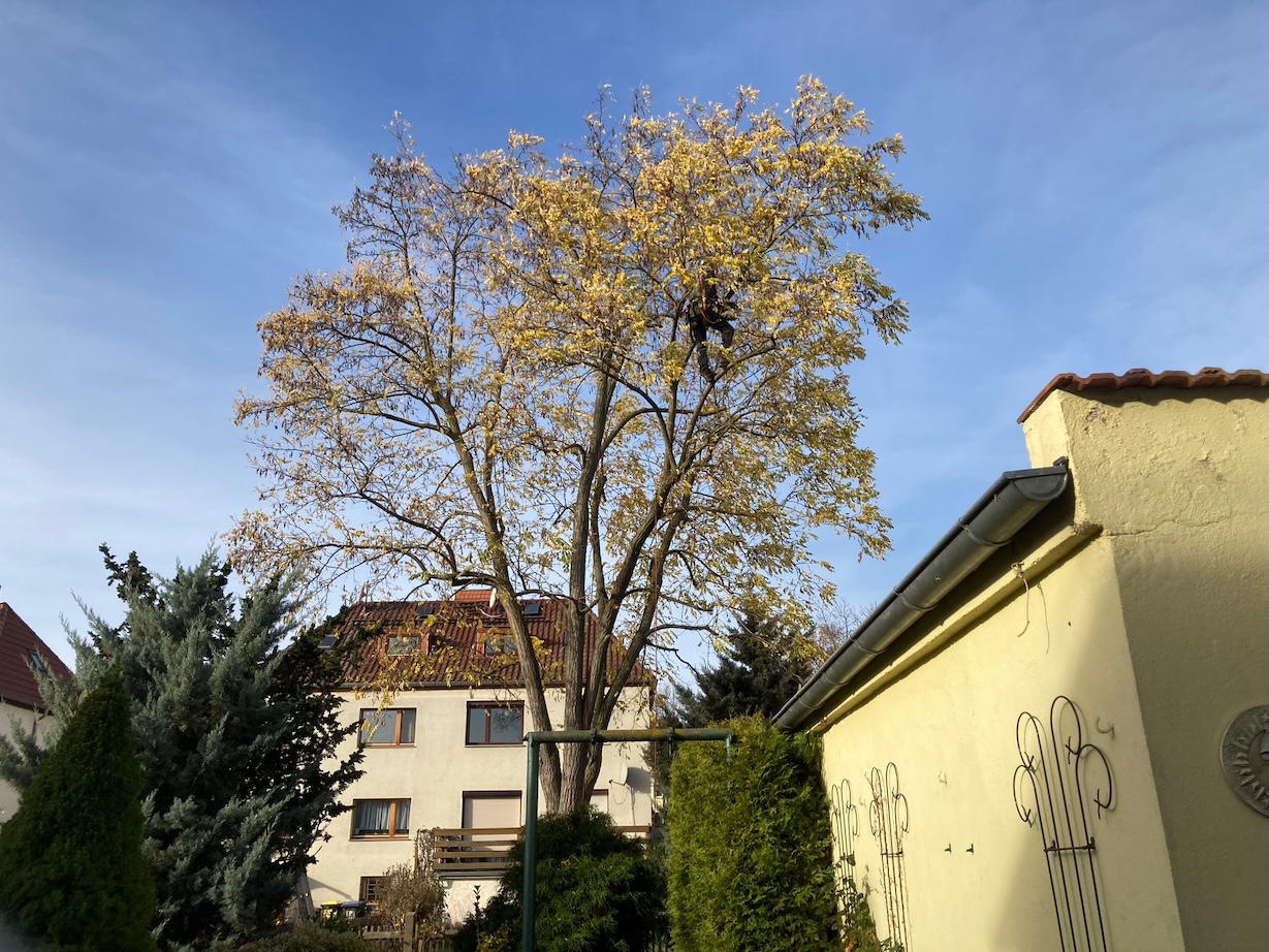 Kronenpflege einer Robinie in Leipzig 