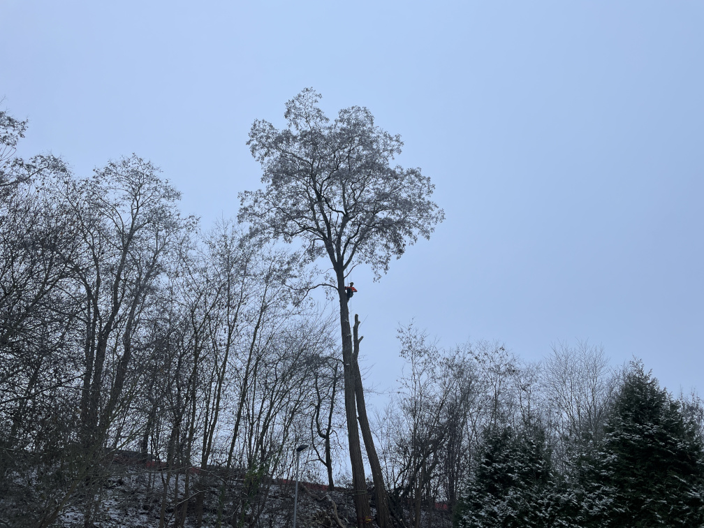 Baumfällung einer Robinie