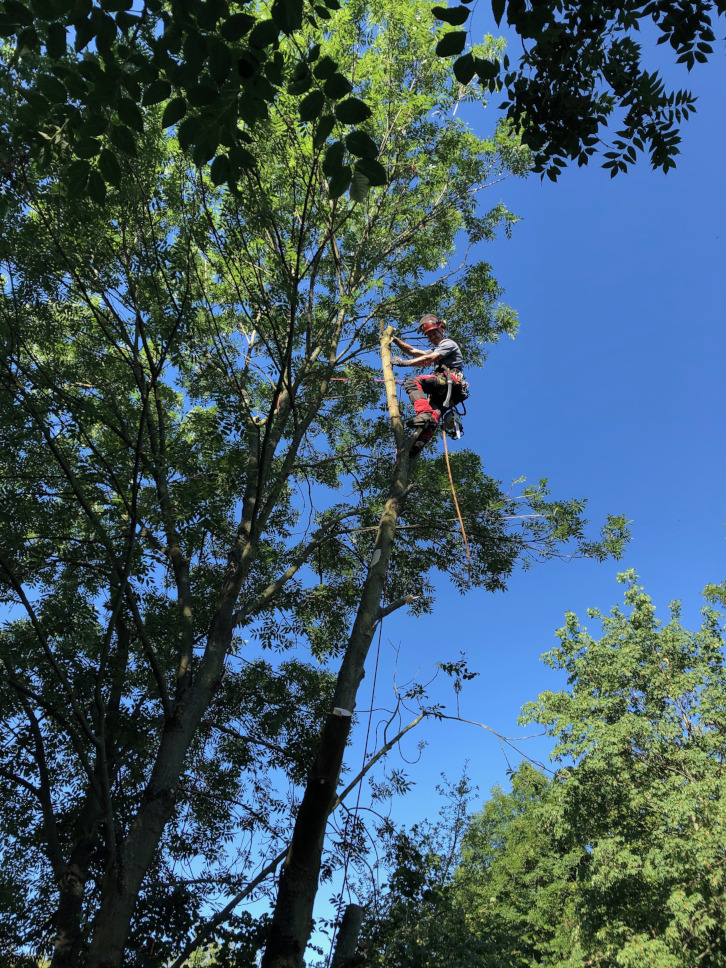 Baumfällung eines Ahorns mit Rußrindenkrankheit