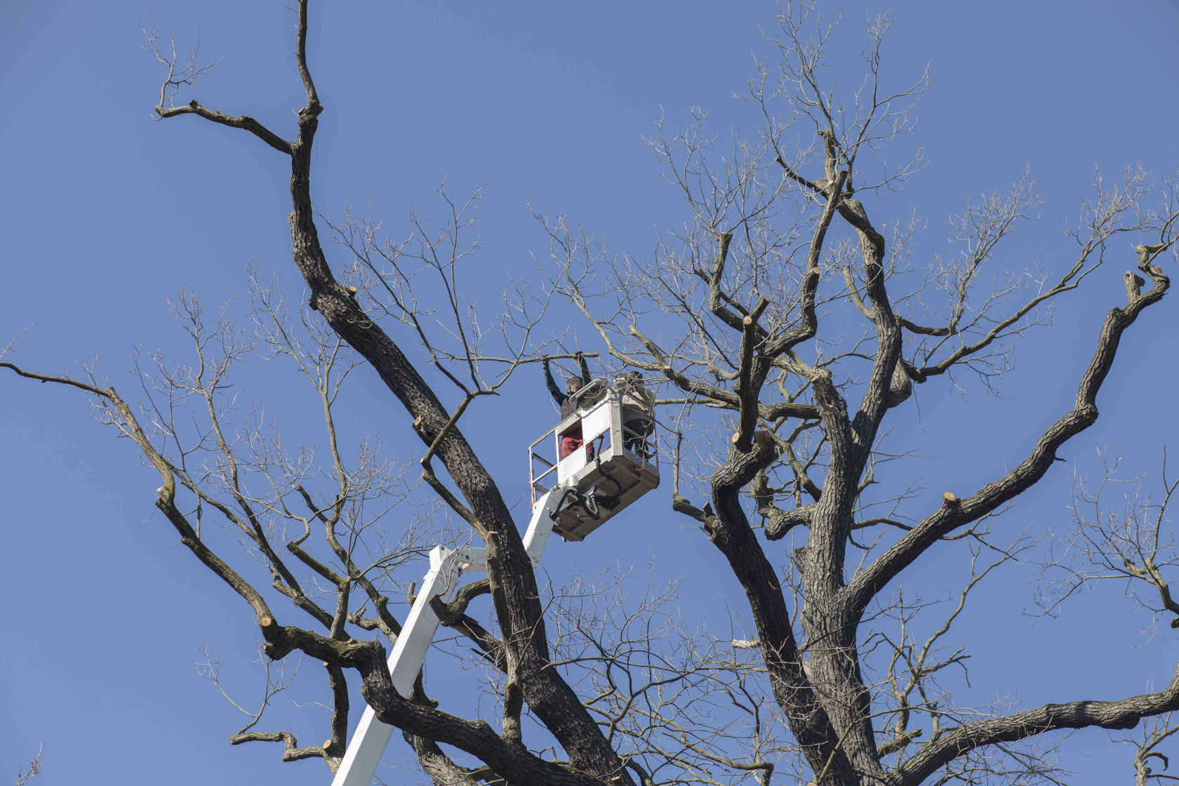 Baumpflege  SG LVB Leipzig