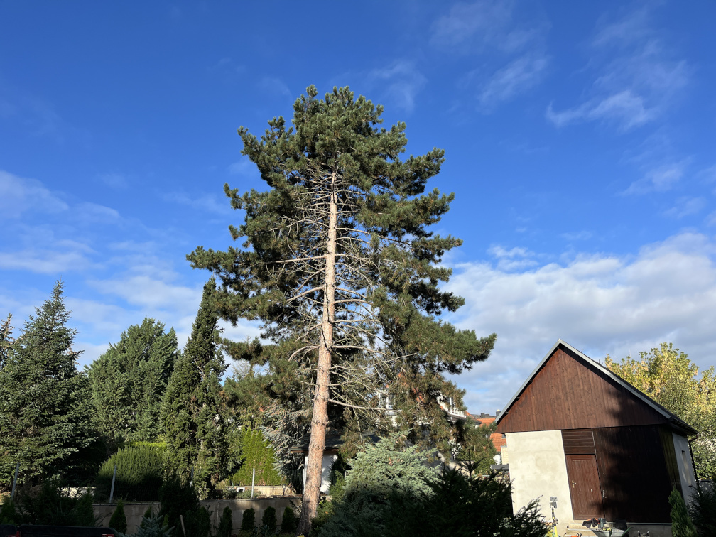 Fällung einer Schwarzkiefer in Leipzig/Gohlis