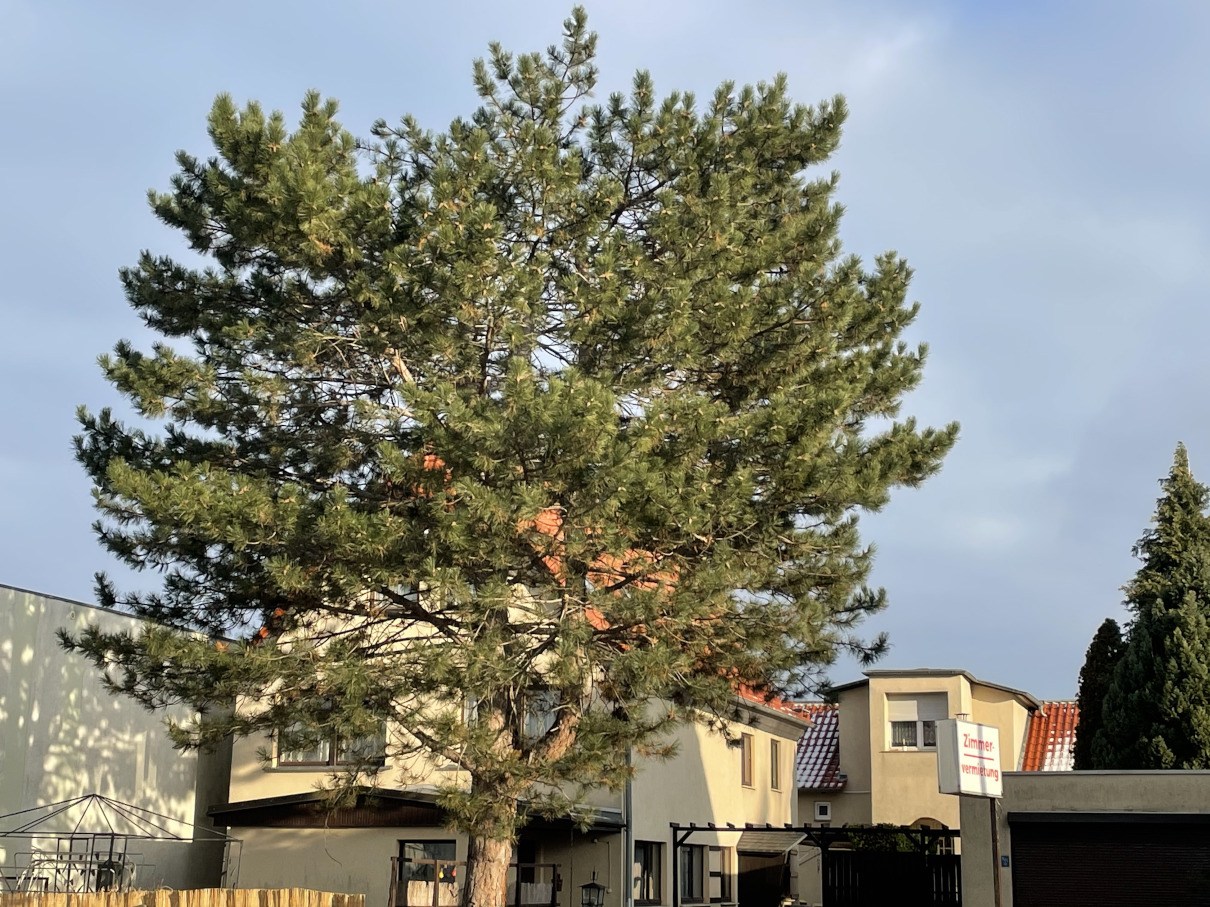 Baumpflege einer Schwarzkiefer in Leipzig