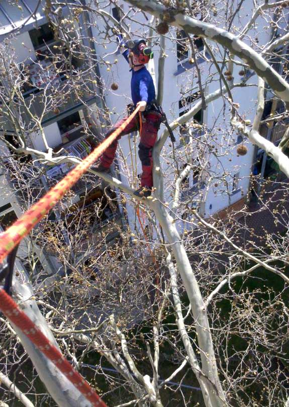 Fassadenfreischnitt einer Platane in der Leipziger-Südvorstadt Fassadenfreischnitt einer Platane in der Leipziger-Südvorstadt
