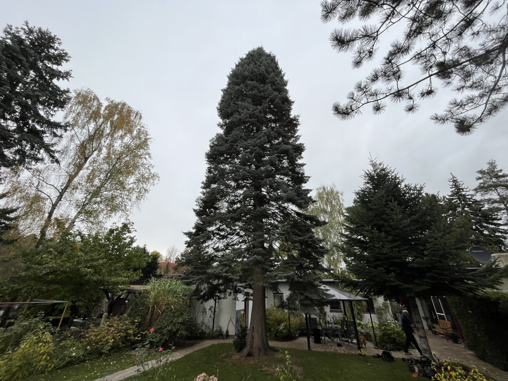 Baumfällung einer Tanne in Leipzig/Probstheida