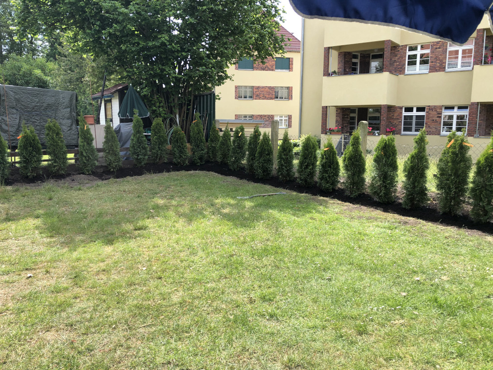 Pflanzung  einer Thujahecke in Leipzig/Marienbrunn