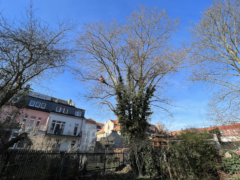 Totholzentnahme eines Ahorns in Leipzig/Schleußig