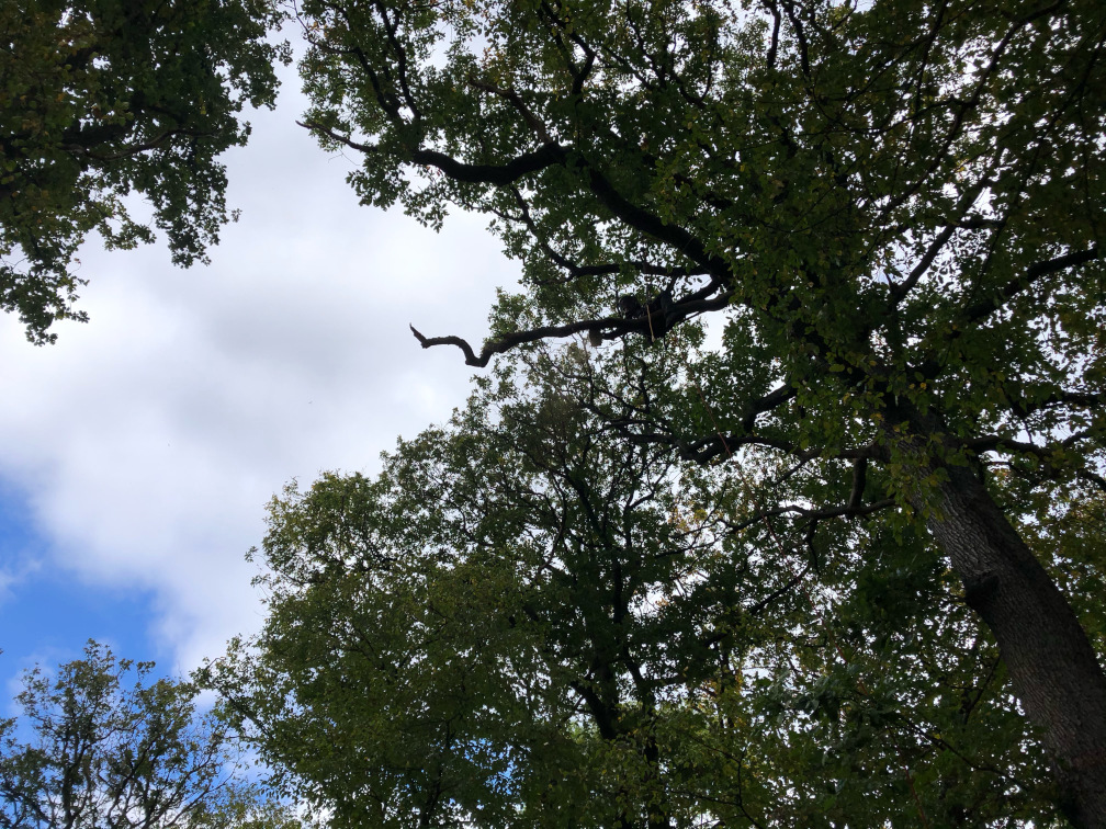 Totholzentnahme an Eichen in Leipzig Totholzentnahme an Eichen in Leipzig