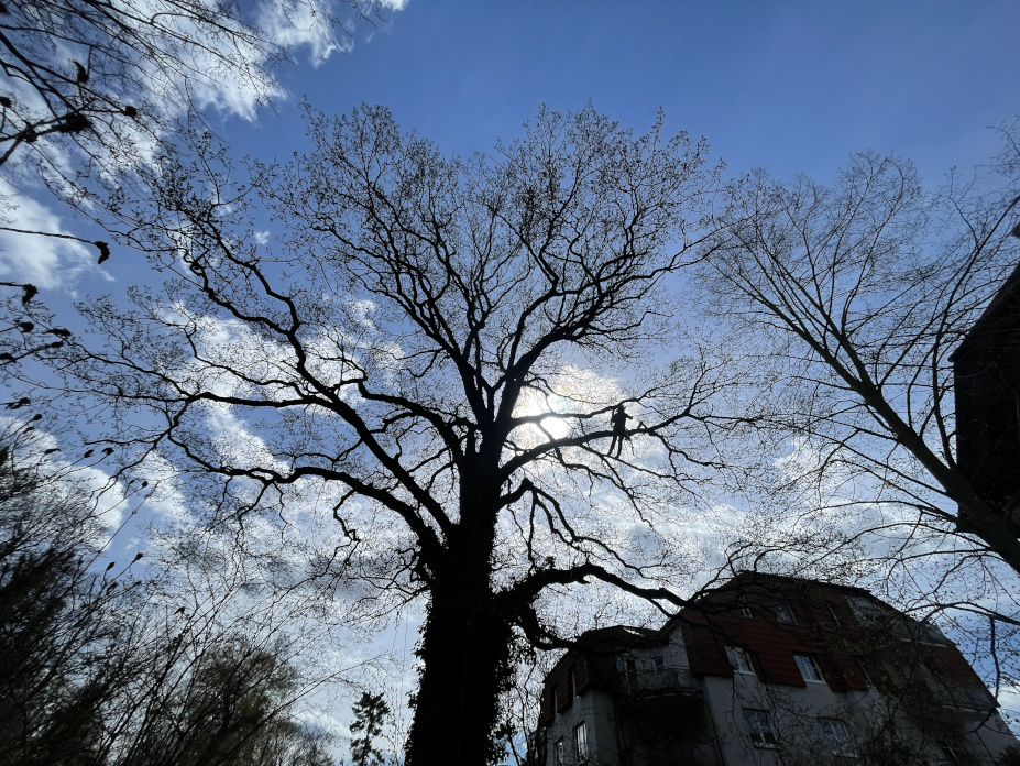 Totholzentnahme einer Eiche in Leipzig/Leutzsch