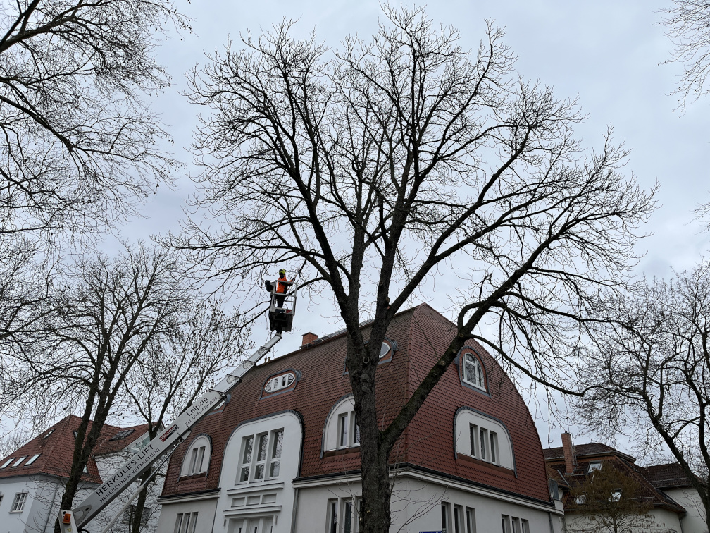 Totholzentnahme in Leipzig/Schleußig