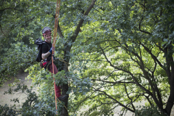 Totholzentnahme in Leipzig-Lösnig