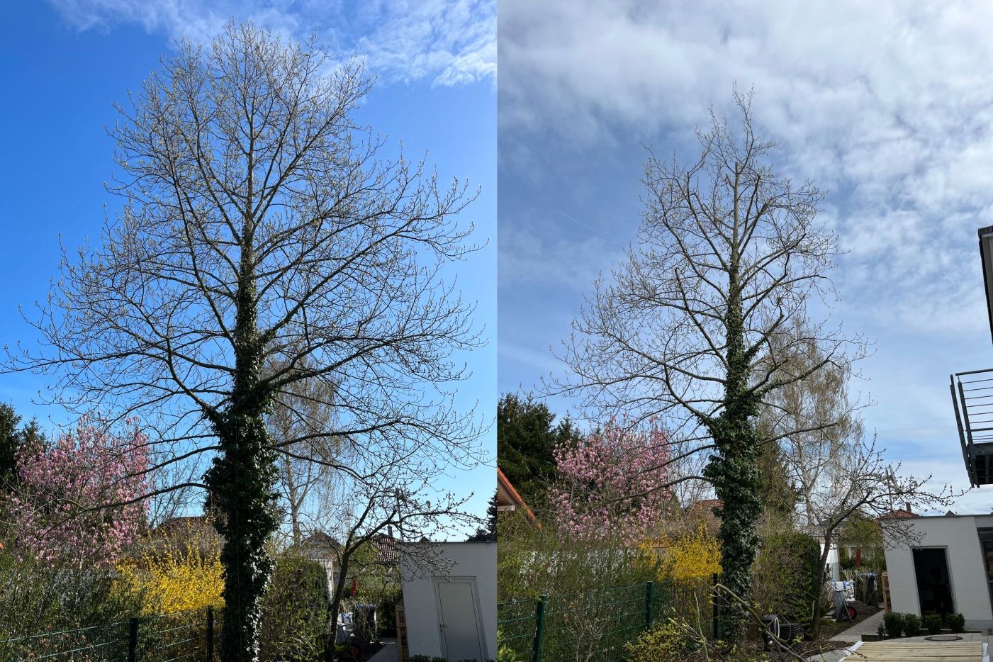 Kronenpflege eines Tulpenbaumes in Leipzig/Meusdorf