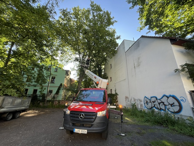 Verkehrssicherung eines Ahorns in Leipzig Verkehrssicherung eines Ahorns in Leipzig