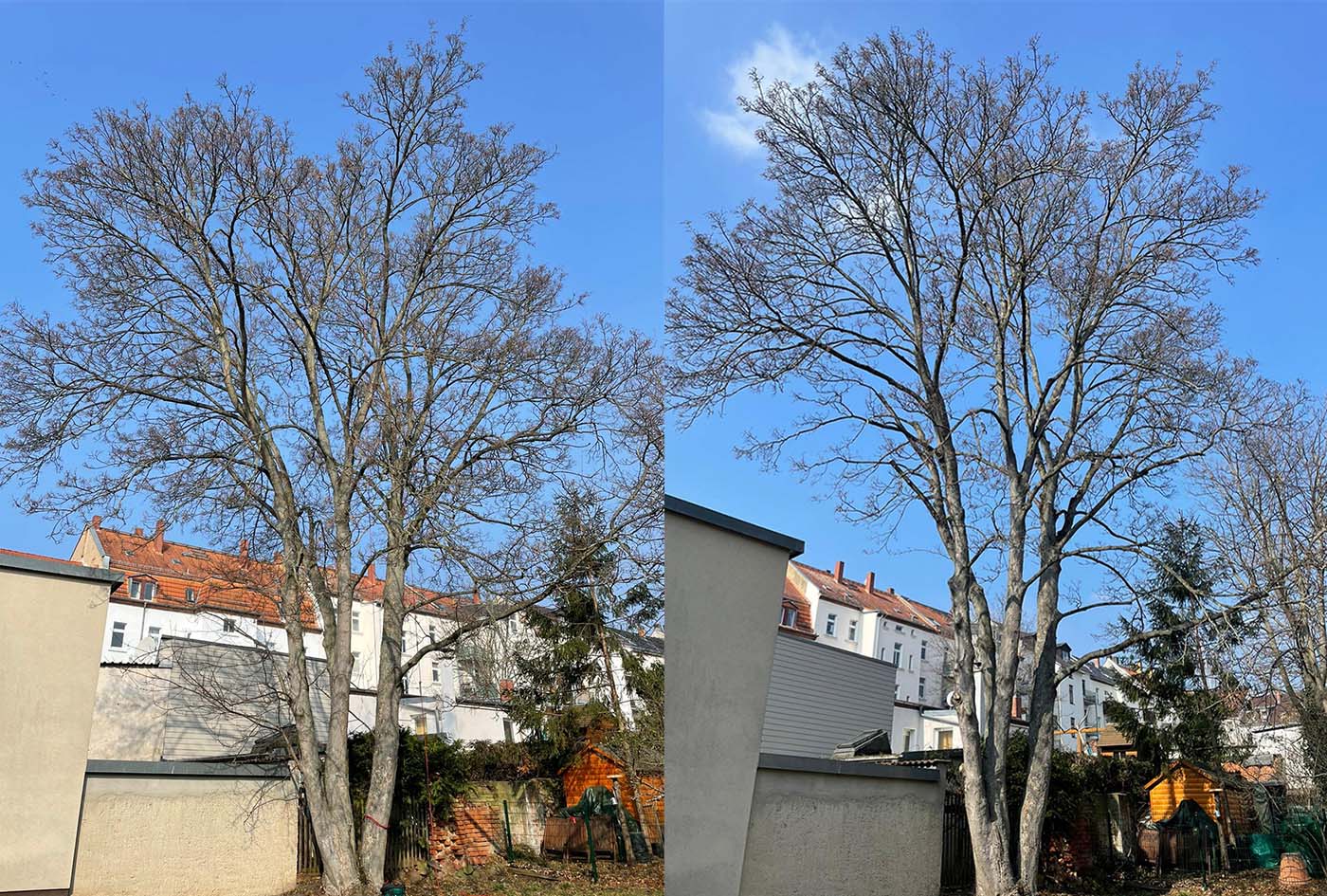 Kronenpflege eines Ahorns in Leipzig/Gohlis