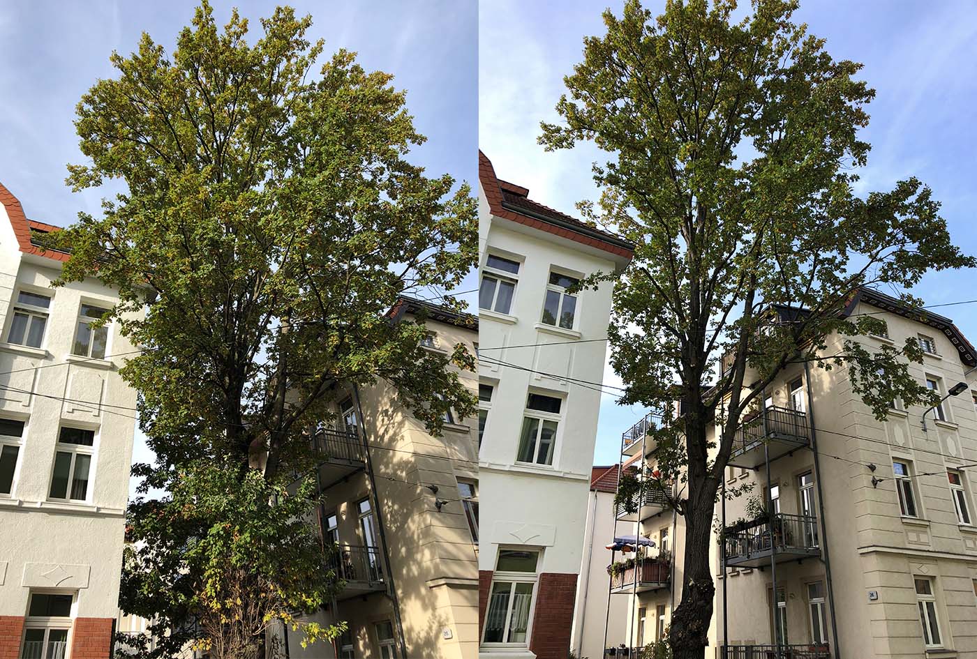 Fassadenfreischnitt einer Eiche in Leipzig/Kleinzschocher