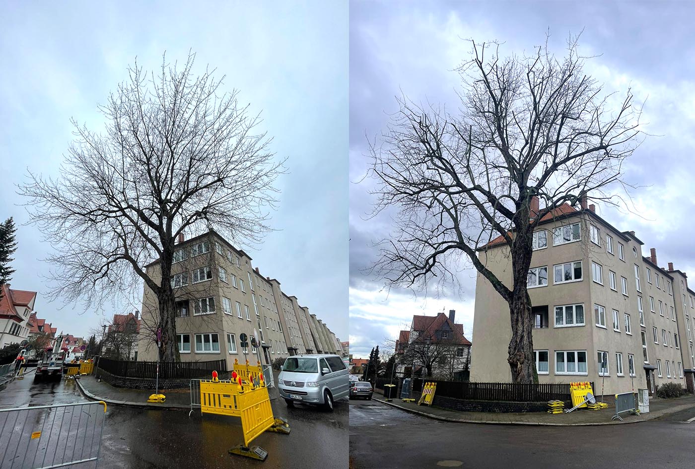 Kronenreduzierung eines Zuckerahorns in Leipzig/Marienbrunn