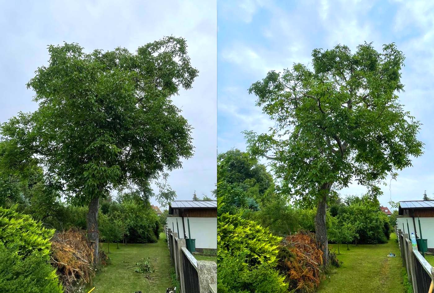 Baumpflege eines Nussbaumes in Leipzig/Markkleeberg