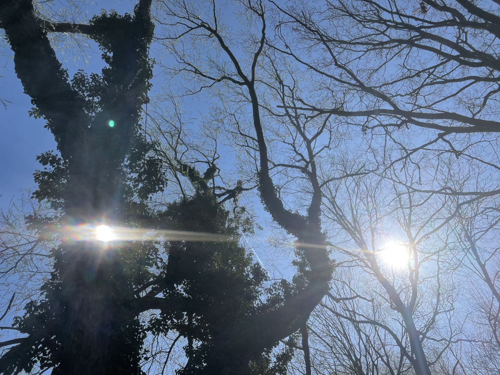 Baumpflege einer Weide in Leipzig