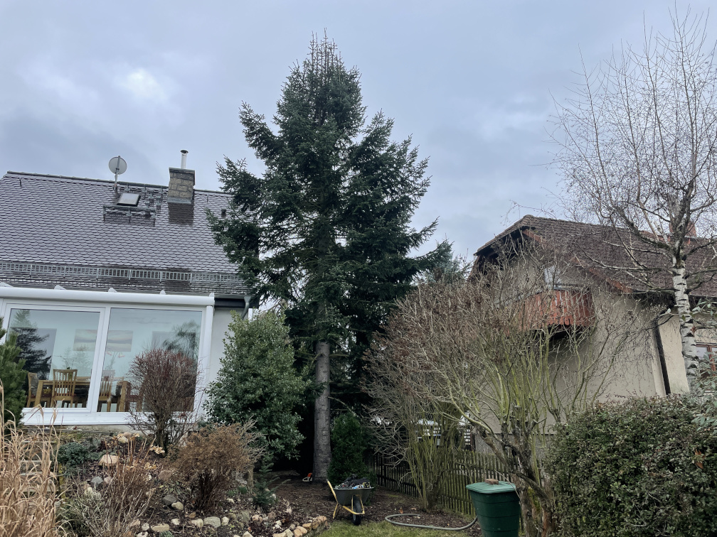 Baumfällung einer Weißtanne in Leipzig/Mölkau