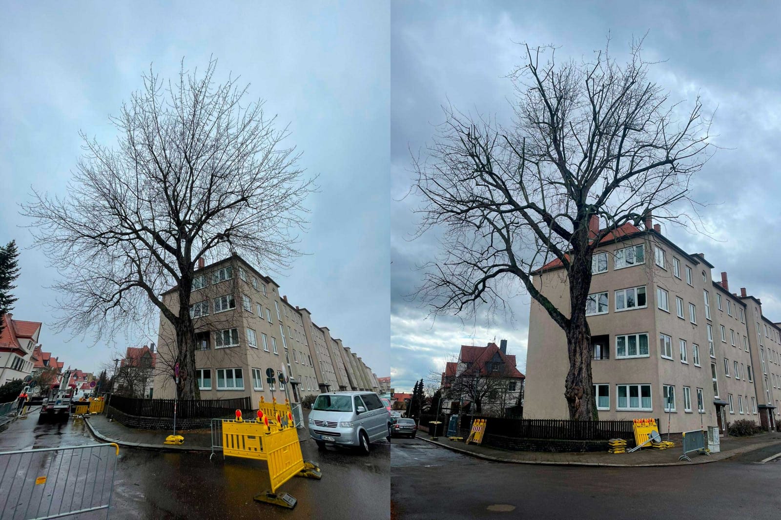 Baumpflege eines Zuckerahorns in Leipzig